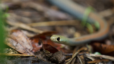 Aussie Snake Wranglers: Deadly Pursuit