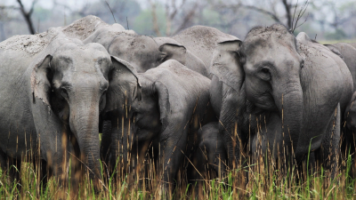 Attenborough's Wild India