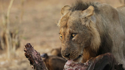 Big Cat Country