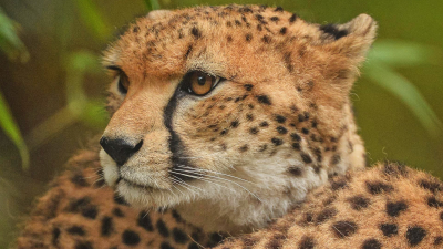 Secrets Of The Zoo: Tampa