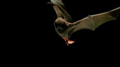 Bugs That Ruled the World