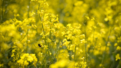 STV Pollen Count