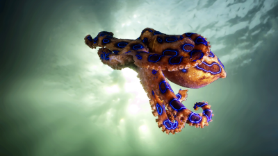 World's Most Toxic Animals