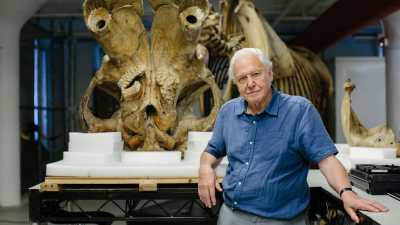 Attenborough and the Giant Elephant