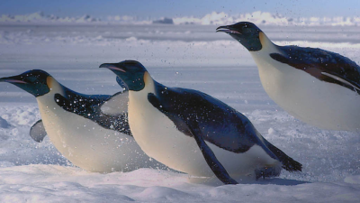 Impossible Animals