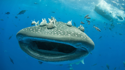 The Island of Giants