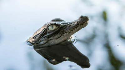 The Kimberley: Australia's Wild West