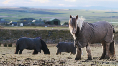 **Visually Signed**The Highland Vet