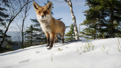 Nature's Dress Code: Who Wears What and Why?