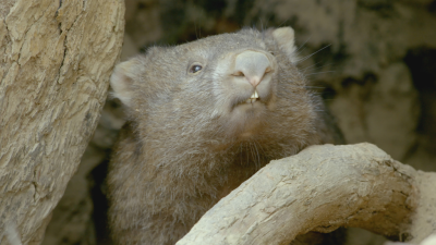 Secret Life of the Wombat