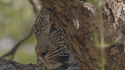 Tales from Zambia