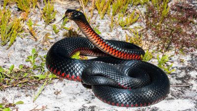 Ultimate Viper: Fear The Fang