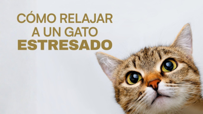 Cómo relajar a un gato estresado