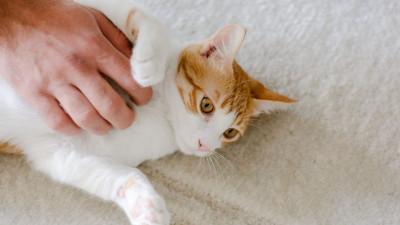 La relación entre gatos y dueños