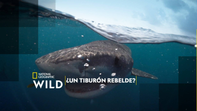 ¿Un tiburón rebelde?