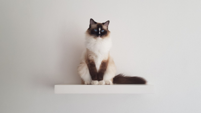 Consejos para educar a tu gato