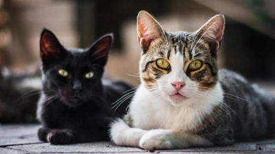 ¿Cúanto sabes de los gatos?