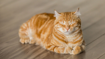 Cuida de la salud de tu gato