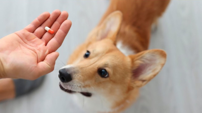 Cuidados imprescindibles de los perros