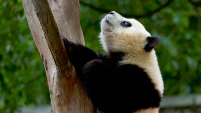 Escuela de pandas: El club del cachorro