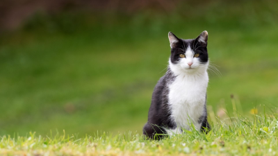 ¿Qué sienten los gatos?