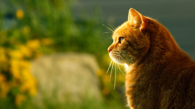 Qué tener en cuenta para vivir con un gato