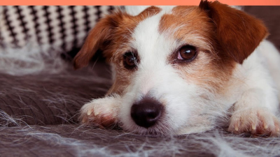 Recomendaciones para vivir con un perro