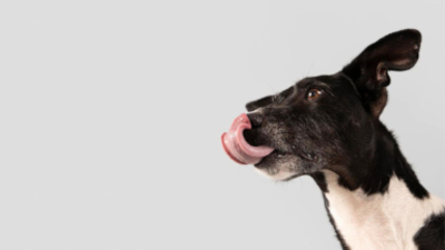 Conoce más a tu perro