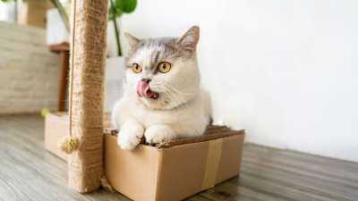 Entiende mejor el comportamiento de tu gato