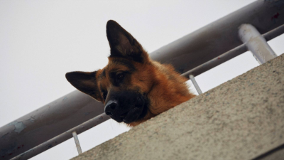 Hudson y Rex T1 E2 · Los Frikis Intrépidos