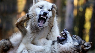 Campos de batalla naturales · Luchas forestales