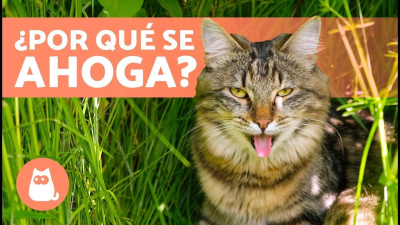 Causas por las que un gato se ahoga