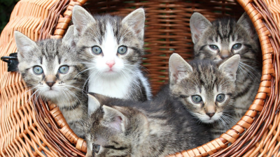 ¿Cómo cuidar a tu gato en estos casos?