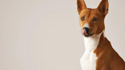 El adiestramiento canino