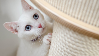 ¿Qué puedes hacerle a tu gato?