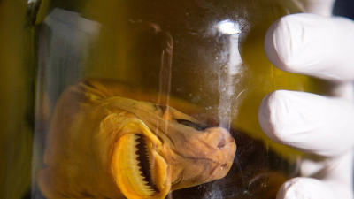 Tiburones caníbales