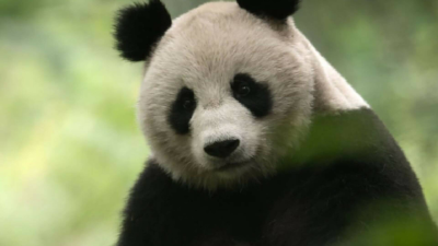 China: antiguo reino animal · Este, el último refugio