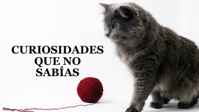 Curiosidades que no sabías