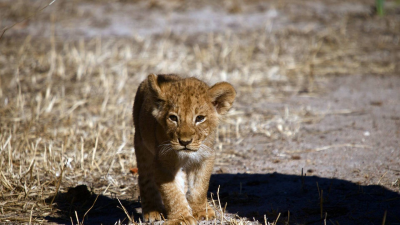 Leones: zona de guerra