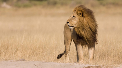 Safari letal: León vs. búfalo