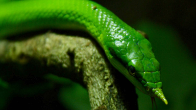 Wild Vietnam: El misterioso norte: la tierra de los bosques montañosos