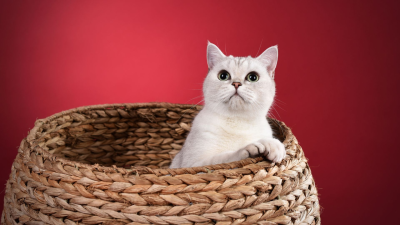 10 curiosidades de los gatos