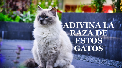 Adivina la raza de estos gatos