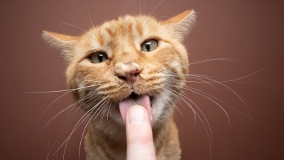 El vínculo entre gatos y dueños