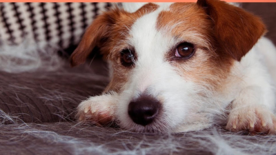 Tips para vivir con perros