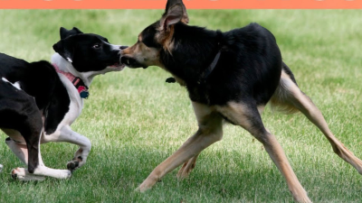 Cómo se relaciona con otros perros