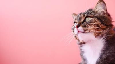 Cuidados esenciales de los gatos