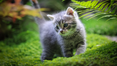 Curiosidades sobre los felinos