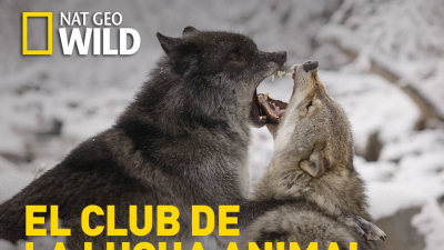 El club de la lucha animal · Margen de error
