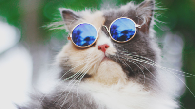 El verano y los gatos